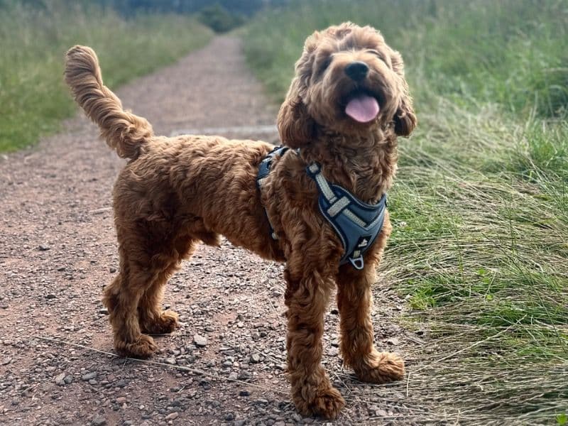 Cockapoo 1 year 1 month old male medium named Bear for breeding in North Lanarkshire, Scotland | Petmeetly