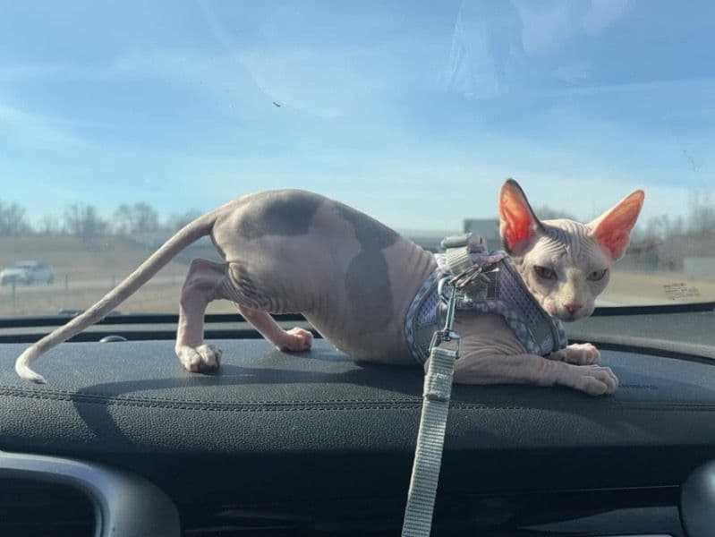 Pixie primary photo