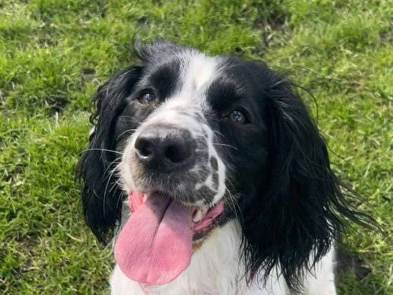 Bella primary photo