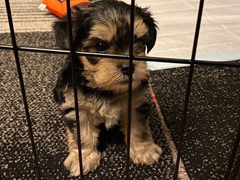 Teddy primary photo