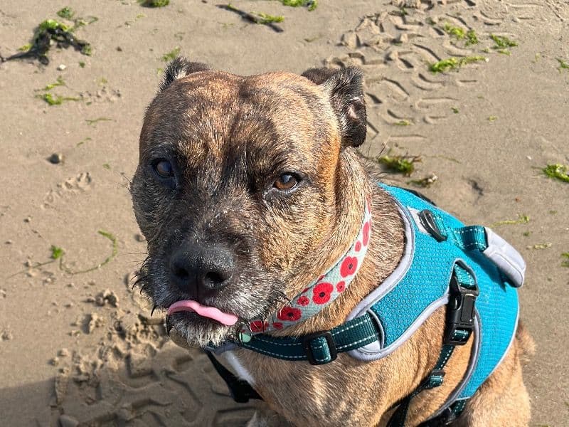 Staffordshire Bull Terrier 5 years 11 months old male medium named Chester for breeding in South Yorkshire, England | Petmeetly