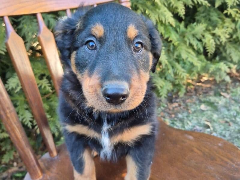 English Shepherd 2 months old male large named Finn for sale in Dauphin County, Pennsylvania | Petmeetly