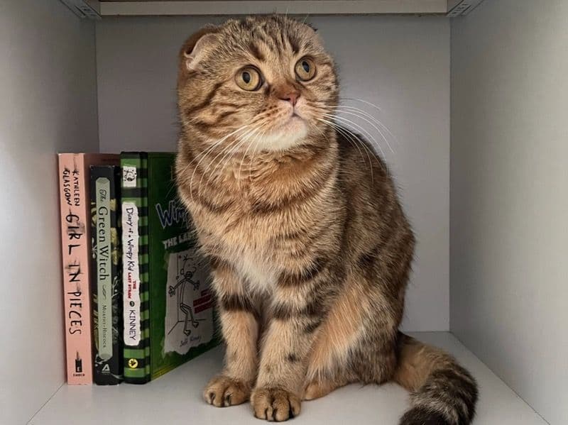 Meow primary photo