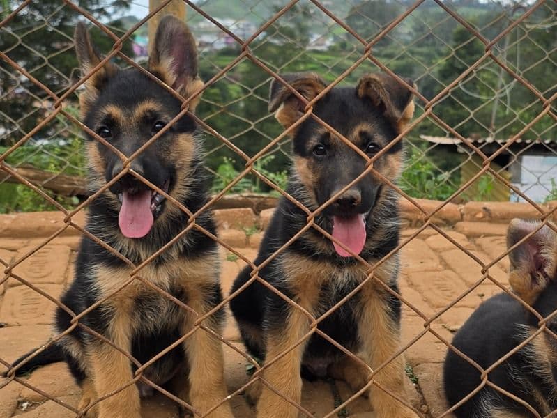 German Shepherd 1 year 6 months old male small named Dogs for breeding in Bandisolai, Tamil Nadu | Petmeetly