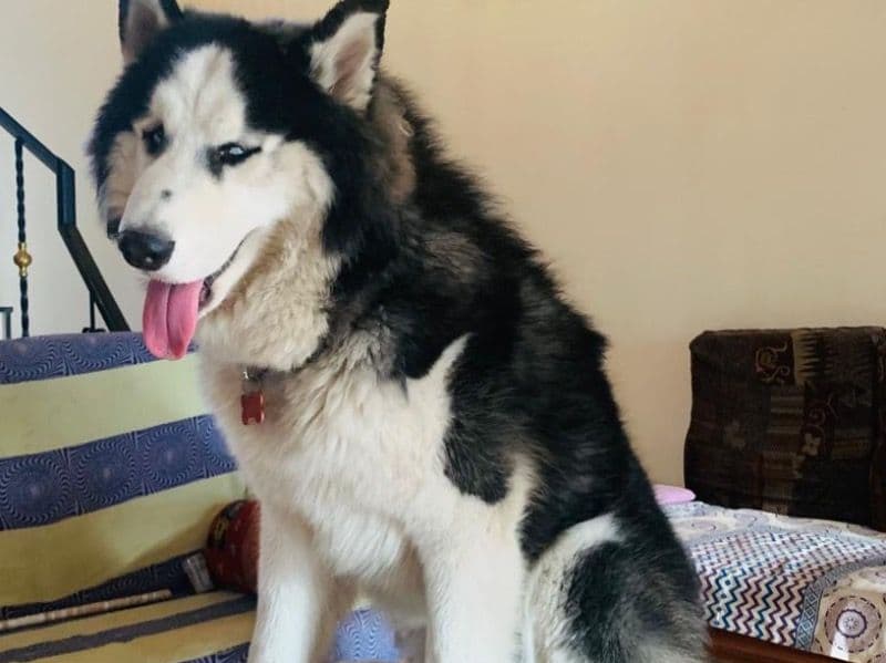 Husky 1 year 11 months old male medium named Simba for breeding in Kalaburagi Division, Karnataka | Petmeetly
