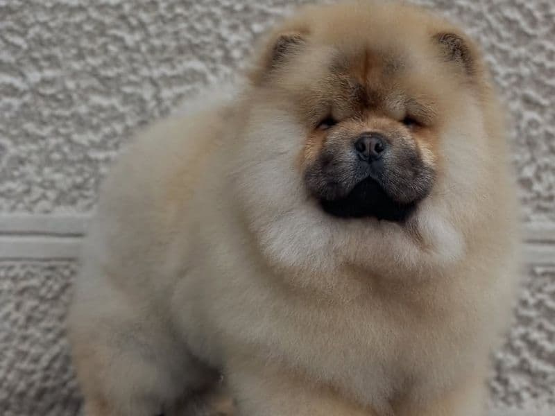 Chow Chow 3 months old female large named Shina for adoption in San Diego County, California | Petmeetly