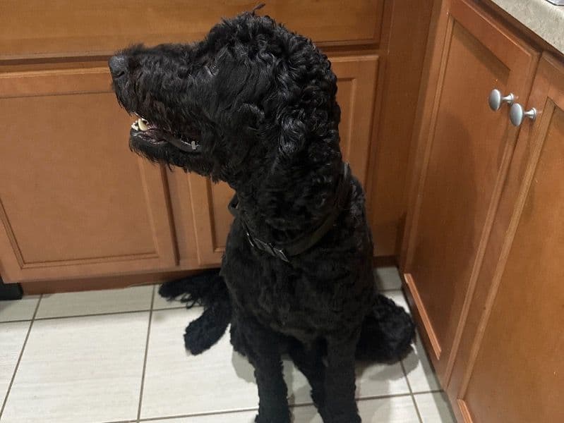 Goldendoodle 2 years 10 months old male extra large named Kylo for breeding in Hamilton County, Ohio | Petmeetly