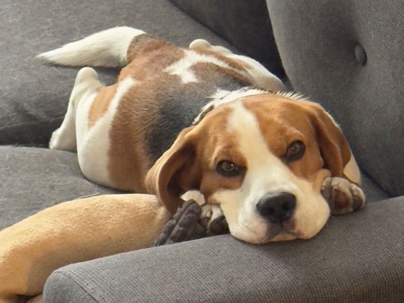 Beagle 3 years 2 months old male medium named Albie for breeding in Tralee, County Kerry | Petmeetly