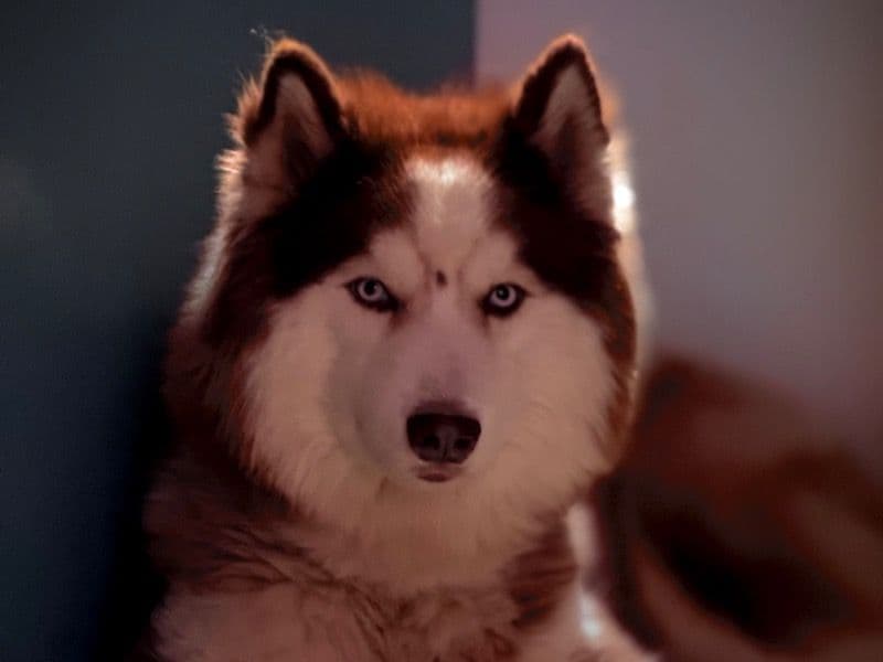 Husky 3 years 1 month old male medium named Blade for breeding in Pune Division, Maharashtra | Petmeetly