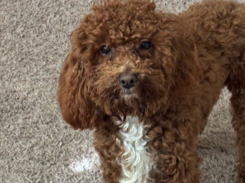 Poodle 10 months old male small named Max for breeding in Henry County, Georgia | Petmeetly