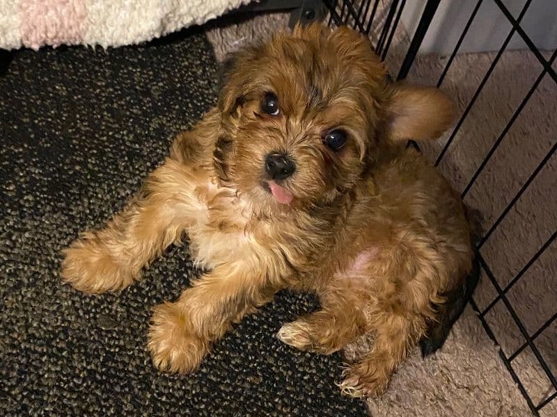 Coco primary photo