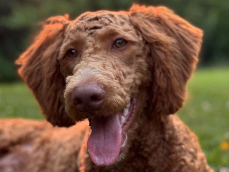 Reba primary photo