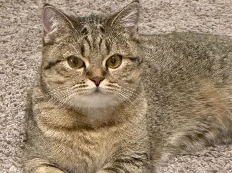 British Shorthair 1 year old female named Mia for breeding in Mecklenburg County, North Carolina | Petmeetly