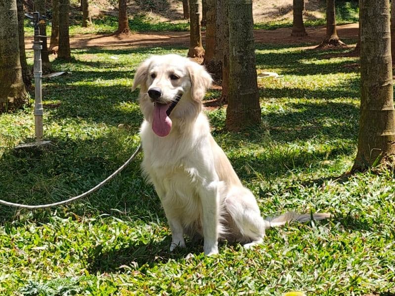 Nova primary photo