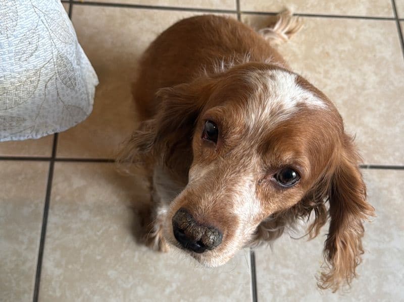 English Cocker Spaniel 7 years 11 months old male medium named Fox for breeding in Condado de Clark, Nevada | Petmeetly