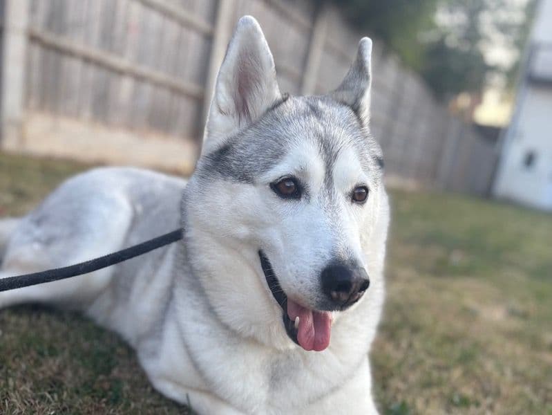 Siberian Husky 4 years 9 months old female large named Elsa for sale in Hampshire, England | Petmeetly