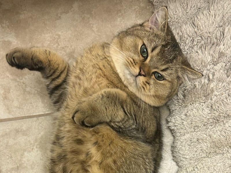 British Shorthair 1 year 4 months old male named Symba for breeding in Ottawa, Ontario | Petmeetly