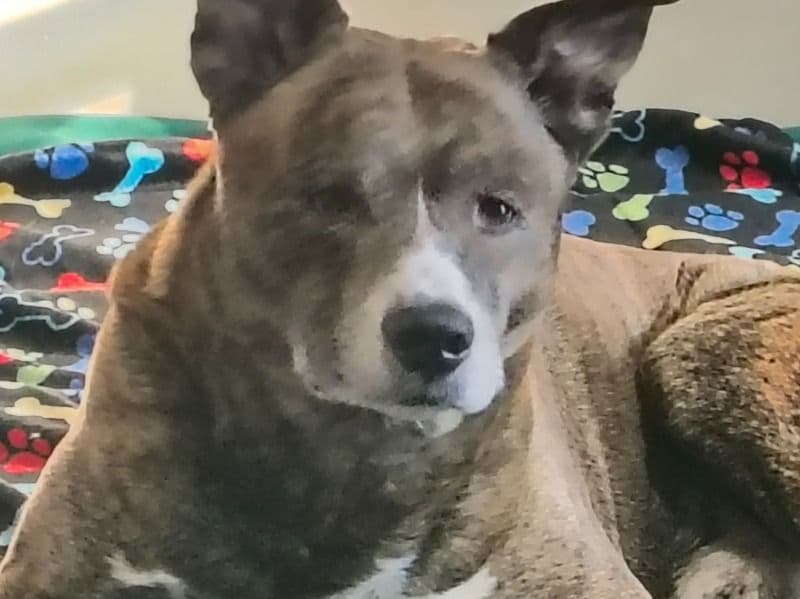 Pitsky 7 years 3 months old male large named Huxley for breeding in Kanawha County, West Virginia | Petmeetly