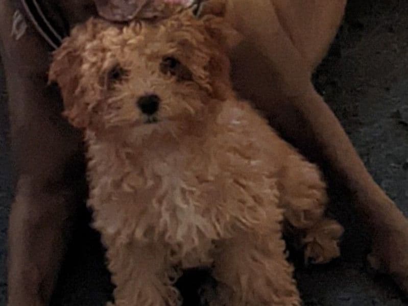 Daisy May primary photo