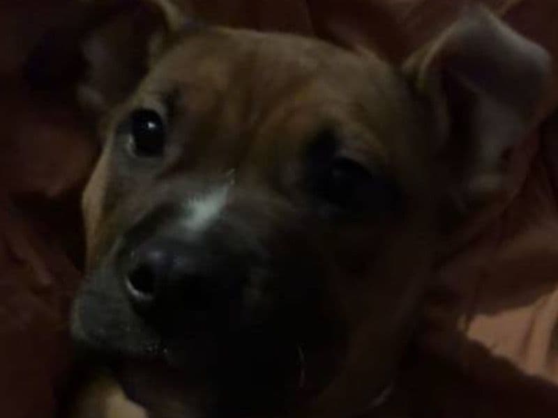 American PitBull Terrier 4 months old male medium named Pochita for breeding in Suffolk County, New York | Petmeetly