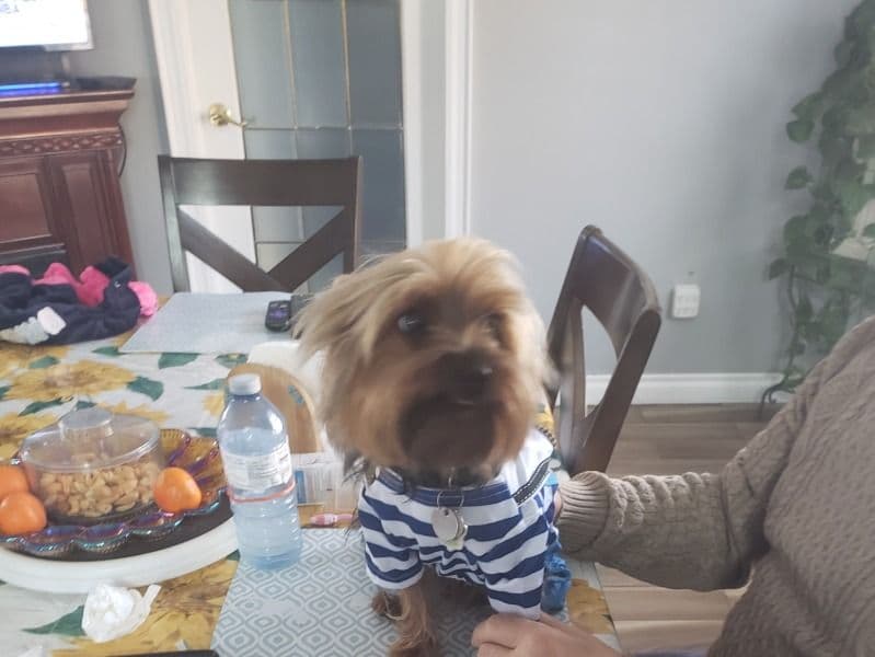 Bruno primary photo