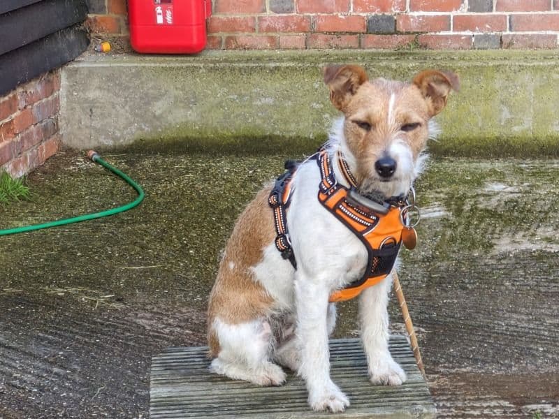Jack Russell Terrier 3 years 2 months old female small named Meg for breeding in Berkshire, England | Petmeetly