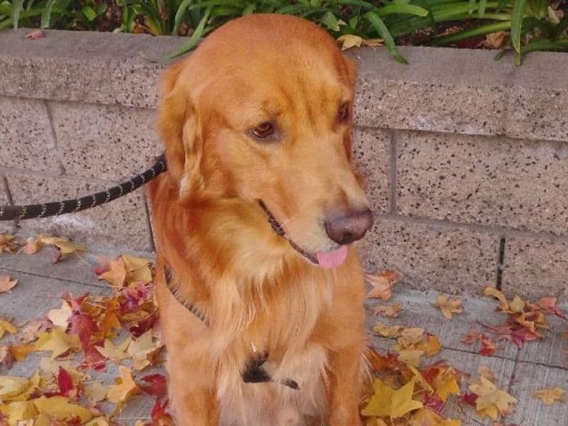 Mylo - Golden Retriever | Petmeetly