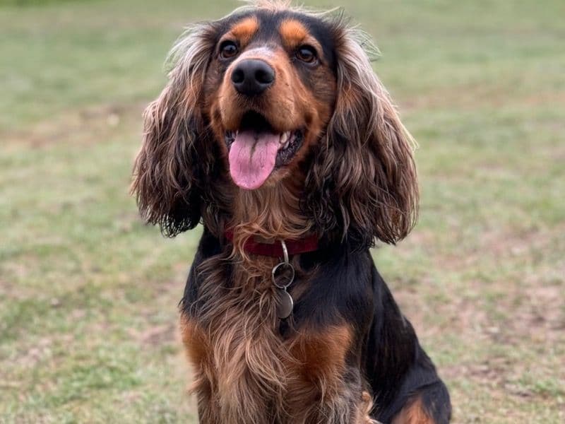 Jasper primary photo