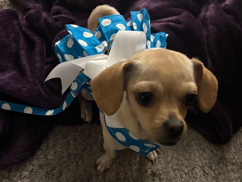 Ta’quito - Chihuahua | Petmeetly