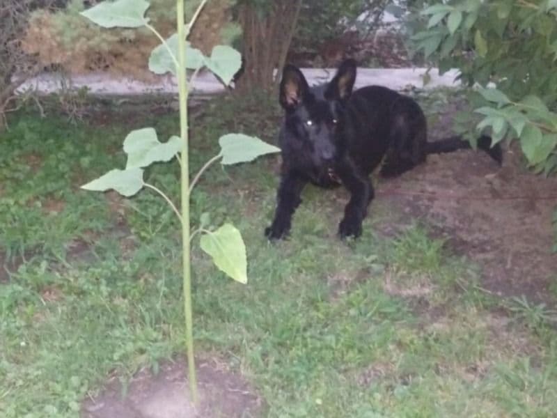 German Shepherd 2 years 4 months old male medium named Achilles for sale in Marion County, Indiana | Petmeetly