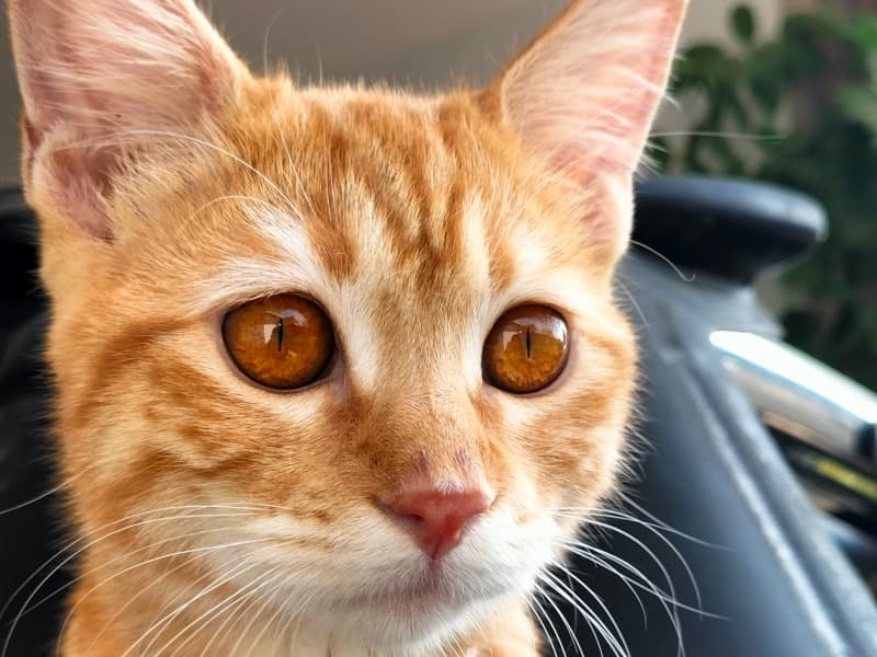 Domestic Shorthair 9 months old female named Simba for breeding in Islamabad, Islamabad Capital Territory | Petmeetly