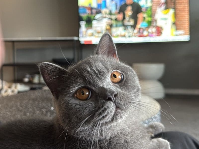Gigi primary photo