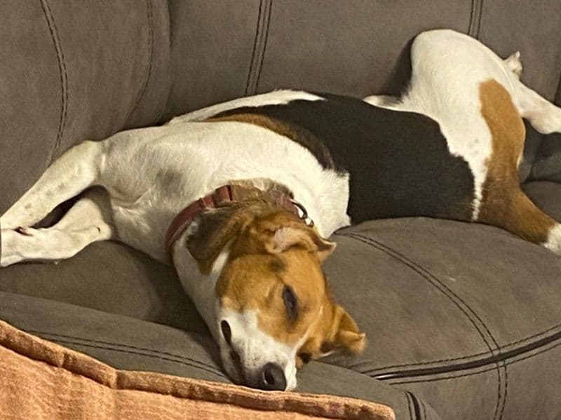 Pointer 5 years 5 months old female large named Daisy for sale in Pasquotank County, North Carolina | Petmeetly