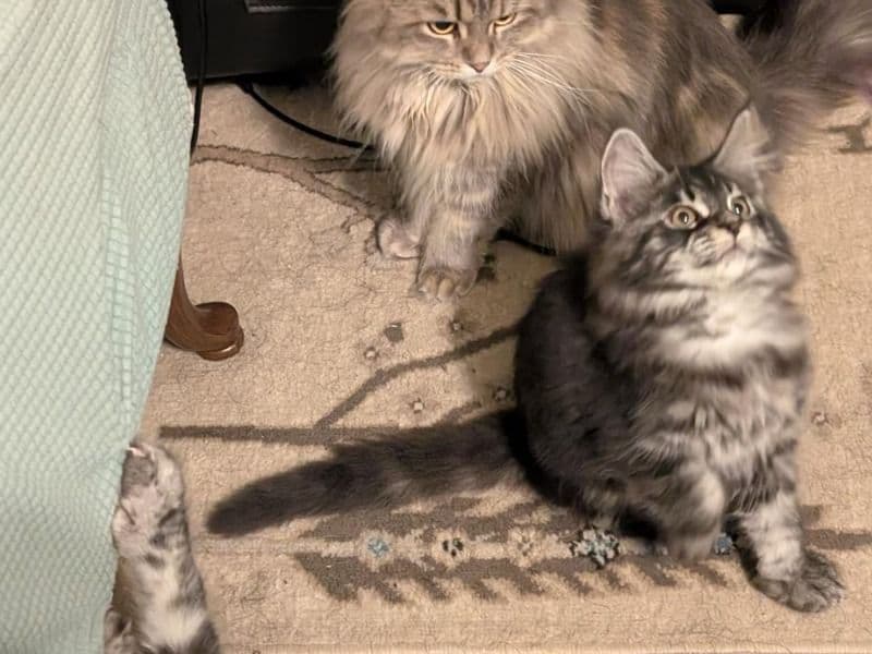 Mainecoon Boy primary photo