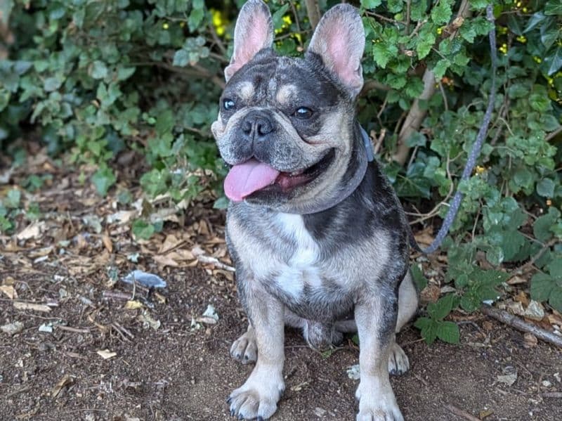 French Bulldog 2 years 1 month old male small named Biscuit for breeding in Greater London, England | Petmeetly