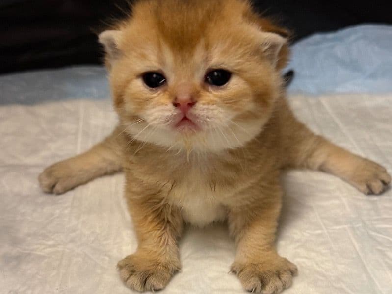Scottish Fold 1 month old female named Zilly for sale in Kings County, New York | Petmeetly