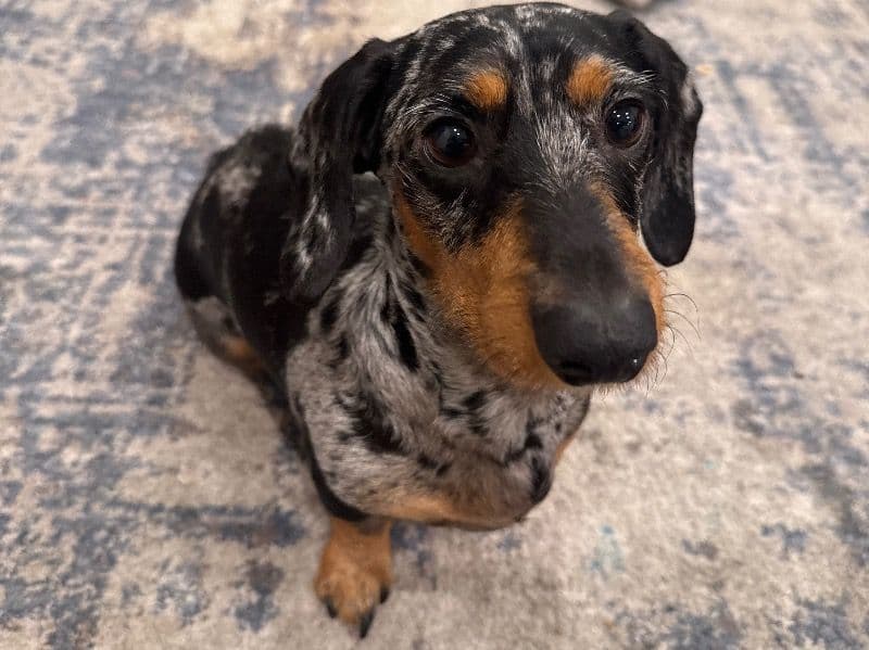Gizmo primary photo