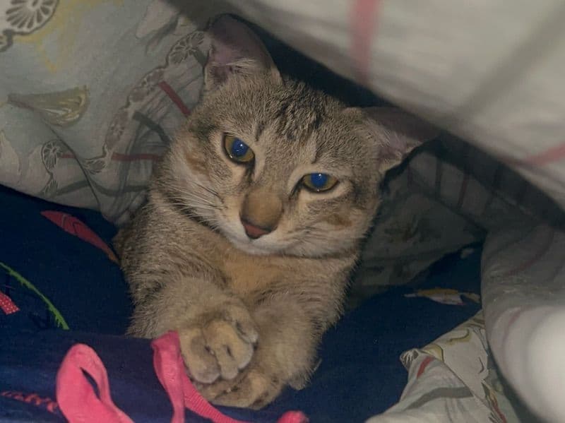 Bengal 8 months old male named Harry for breeding in Tamil Nadu | Petmeetly