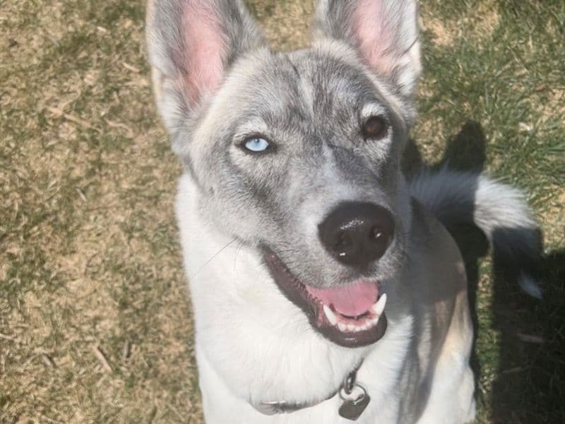 Nala primary photo