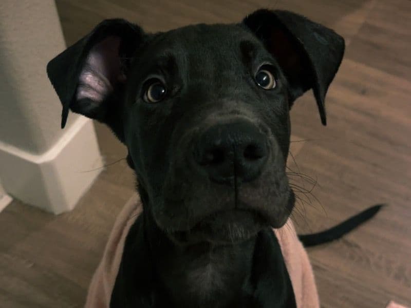 Great Dane 3 months old male extra large named Oslo for sale in Maricopa County, Arizona | Petmeetly