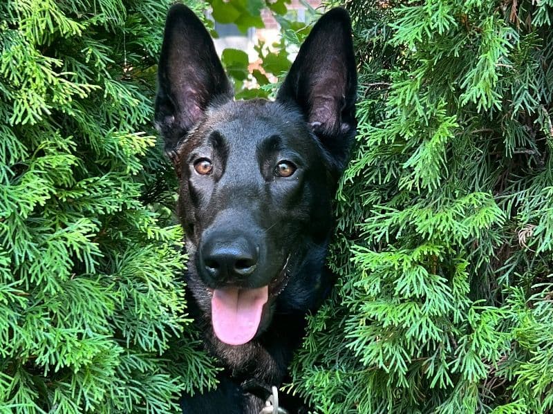 Max primary photo