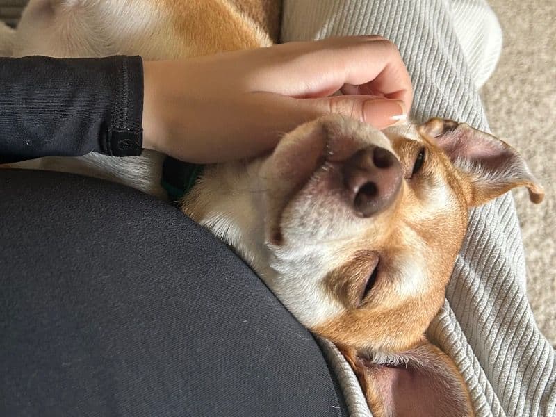 Chihuahua 3 years old male small named Miles for breeding in Spartanburg County, South Carolina | Petmeetly