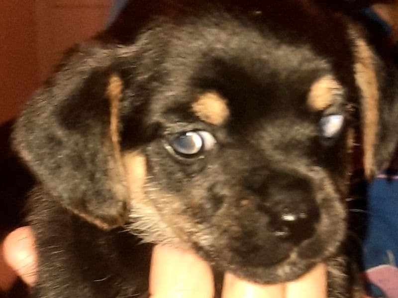 Yorkipoo 2 months old male small named Brutice for sale in Monroe County, Kentucky | Petmeetly