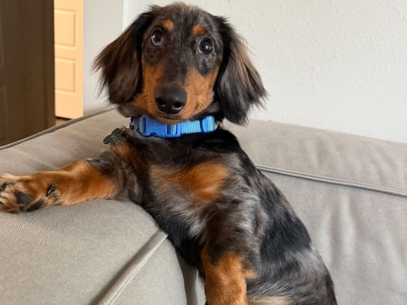 Dachshund 1 year 2 months old male small named Moose for breeding in East Baton Rouge Parish, Louisiana | Petmeetly