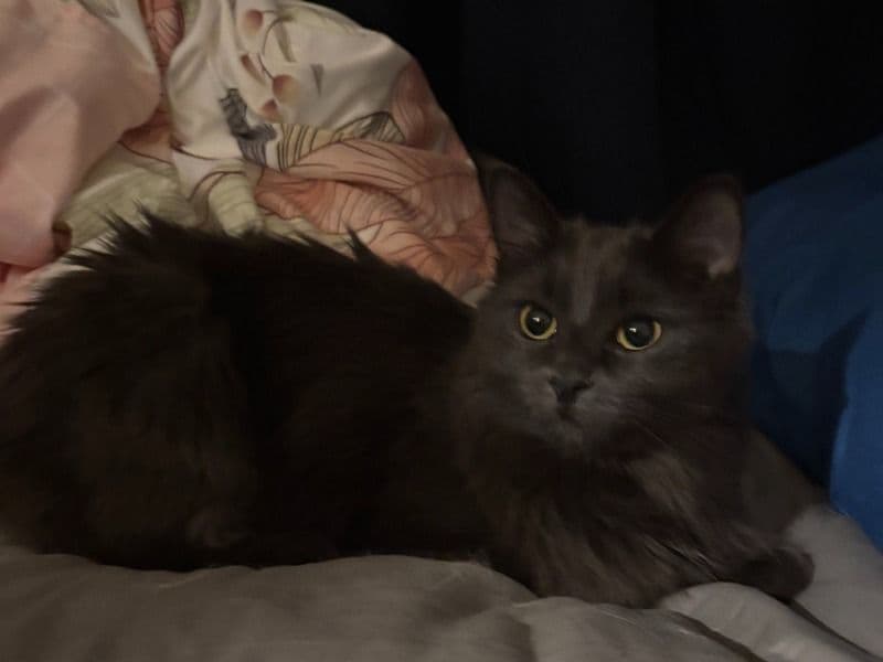 Fluffy primary photo