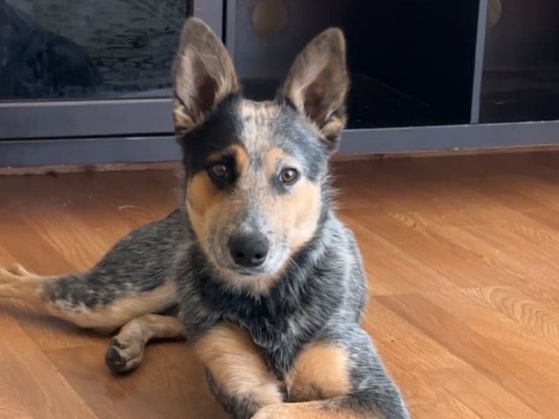 Australian Cattle Dog 1 year 10 months old male medium named Mack for breeding in Contra Costa County, California | Petmeetly
