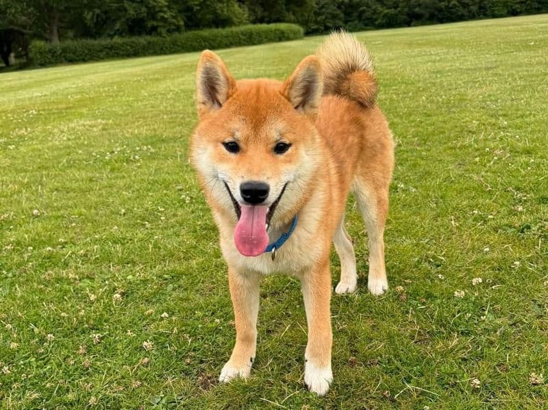 Shiba Inu 2 years old male medium named Saka for breeding in Hampshire, England | Petmeetly