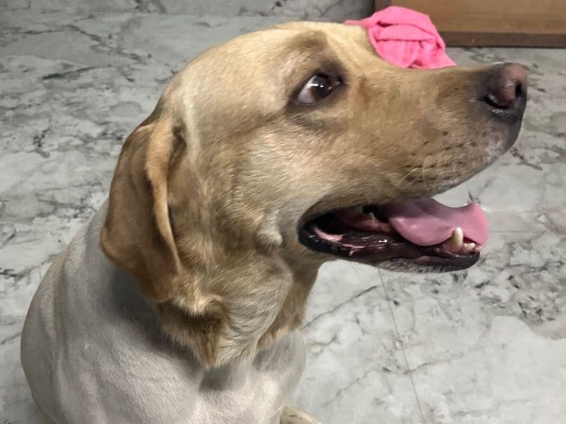 Labrador Retriever 4 years 11 months old male medium named Rio for breeding in Meerut Division, Uttar Pradesh | Petmeetly