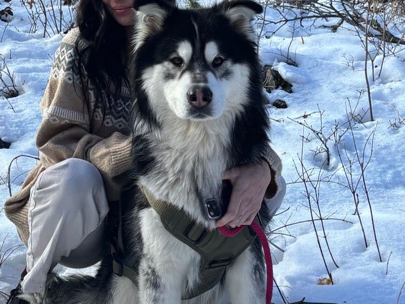 Alaskan Malamute 3 years old male large named Rocky for breeding in Camden County, Georgia | Petmeetly