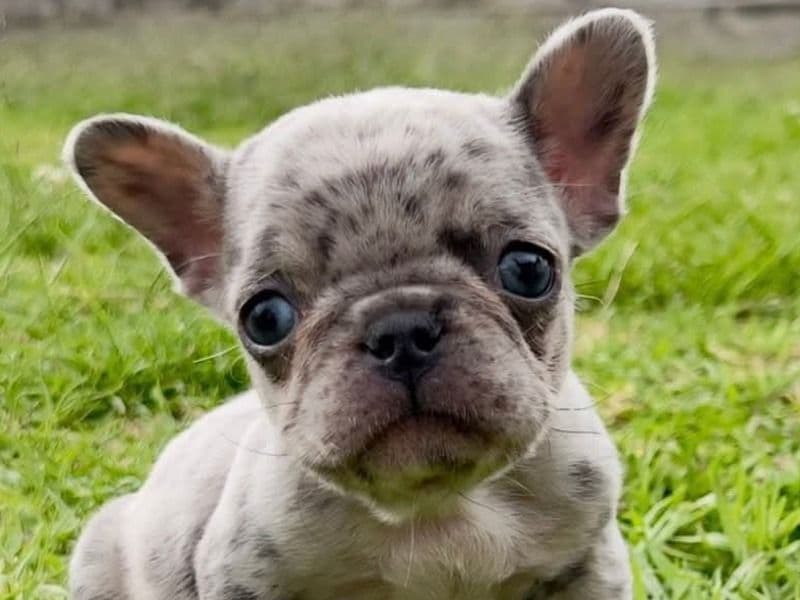 French Bulldog 3 months old female medium named Ollie for breeding in Galveston County, Texas | Petmeetly